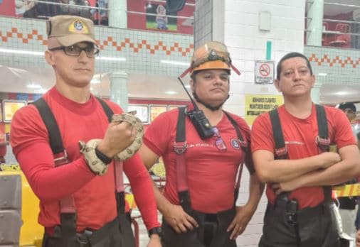 Cobra é achada dentro de brinquedo de sorveteria em Manaus