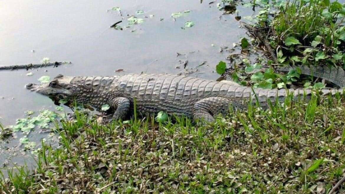 Homem tem pé arrancado por jacaré em Manacapuru