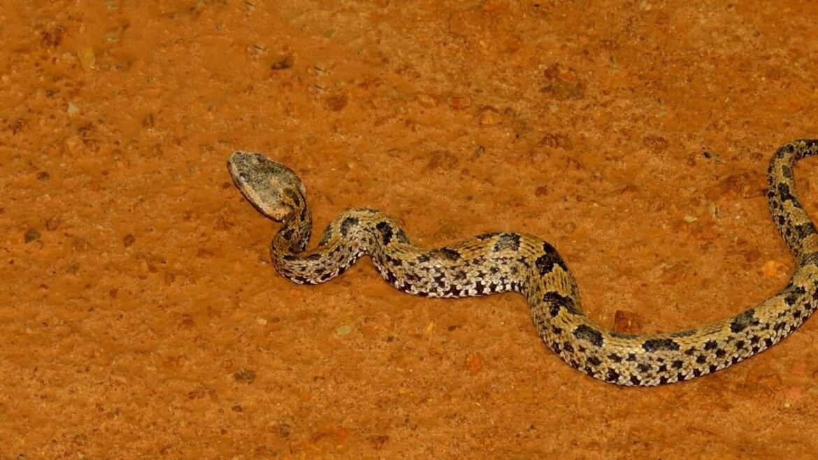 Criança se salva de ataque após morder e matar cobra venenosa