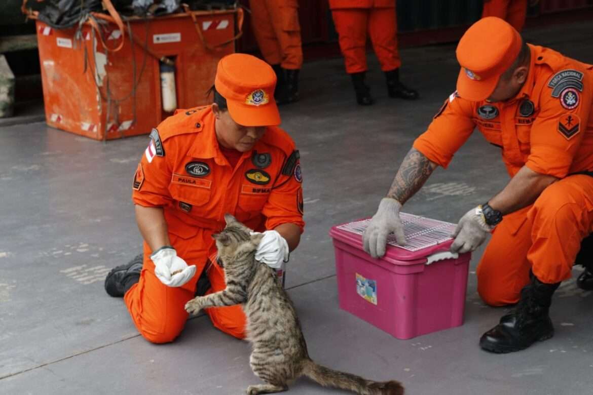 Corpo de Bombeiros resgatou em dez meses, 138 animais domésticos em situação de risco em Manaus