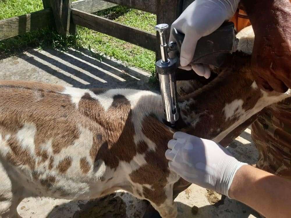 Adaf prorroga vacinação contra brucelose até 15 de dezembro