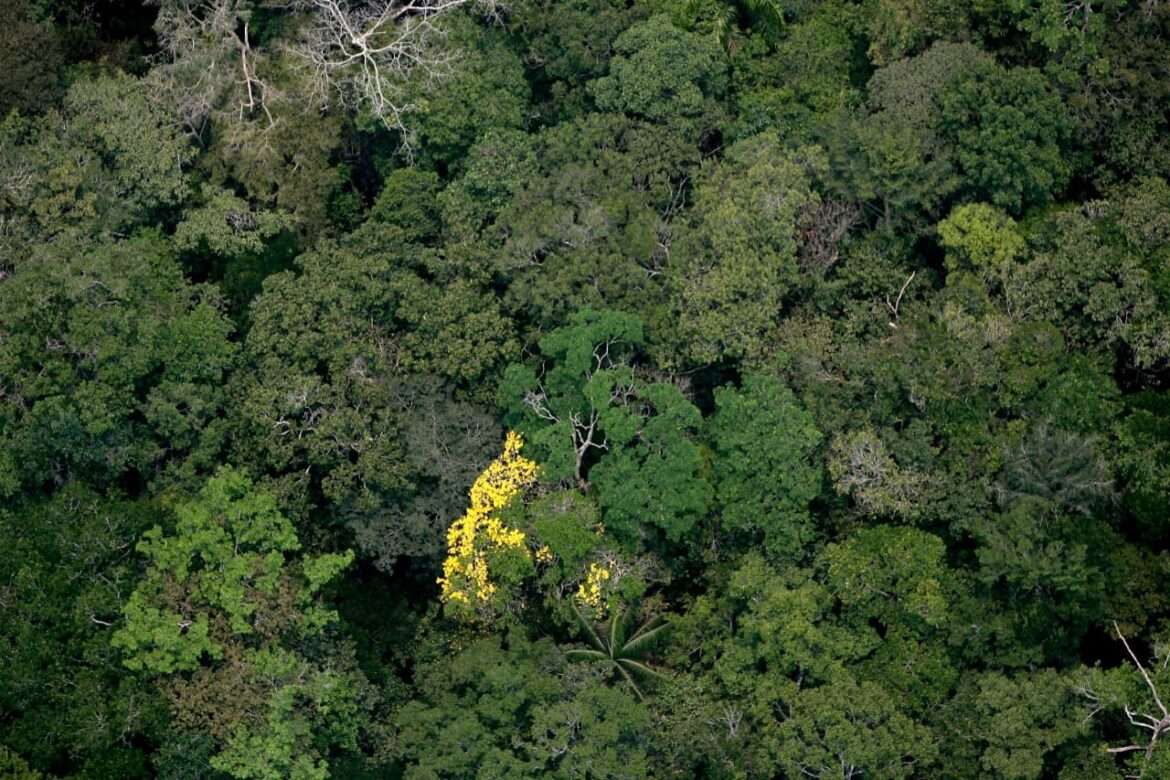 Unidades de Conservação Estaduais têm queda de 41% nos alertas de desmatamento em outubro
