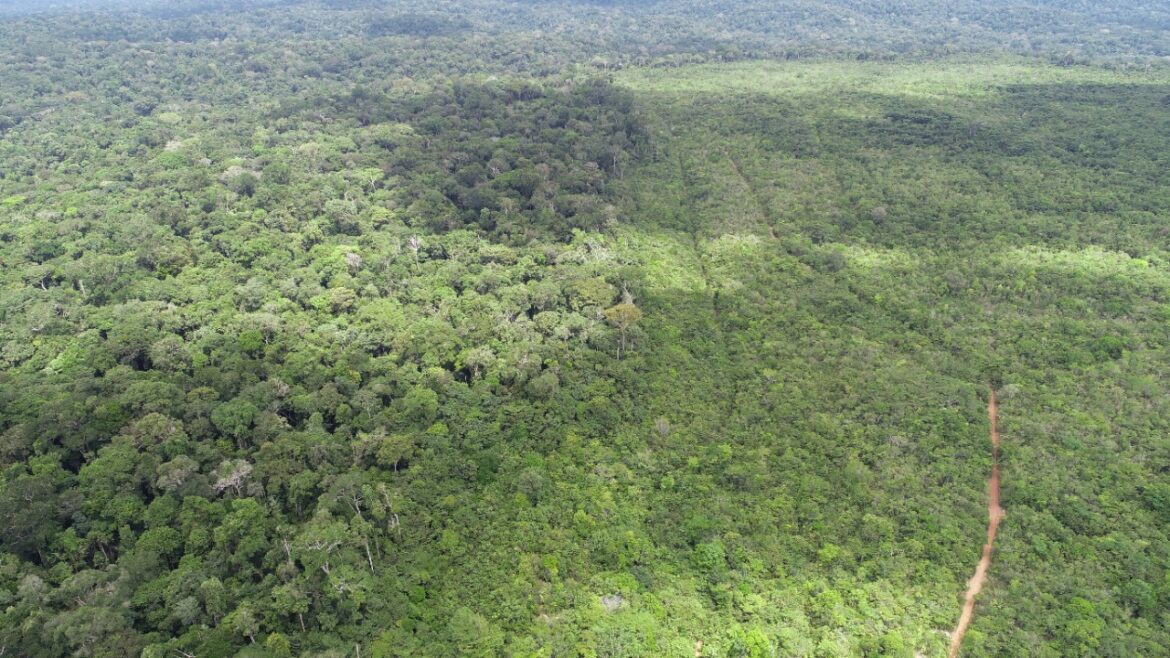 Cerca de 50% do desmatamento na Amazônia brasileira ocorre em florestas públicas não destinadas