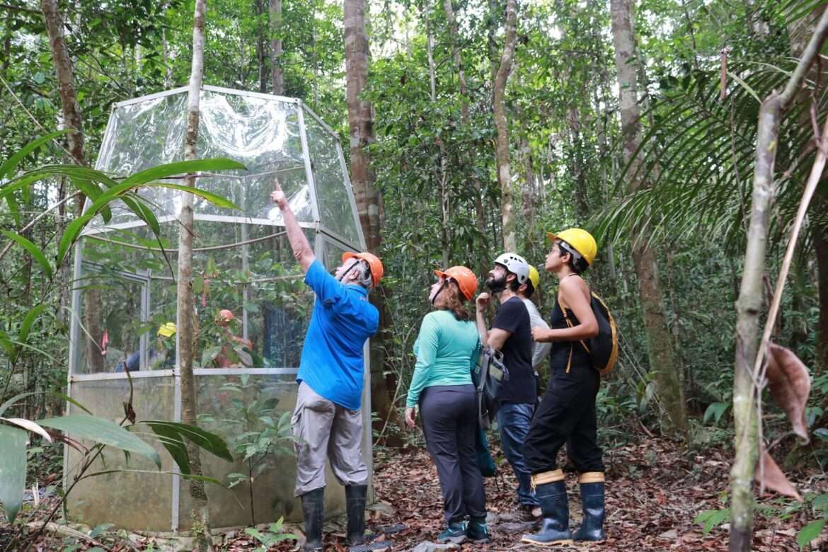 AmazonFACE faz pré-inauguração de sítio experimental para testar resiliência da floresta amazônica à mudança climática