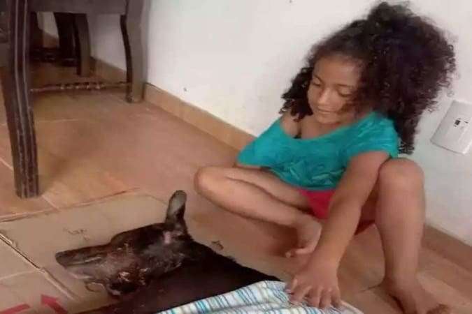 Vira-lata salva criança de 7 anos de ataque de pitbull