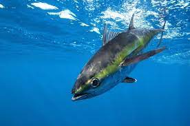 Nova análise da Oceana descobre que a pescaria de atum está mascarando US $ 411 milhões da indústria de tubarões azuis
