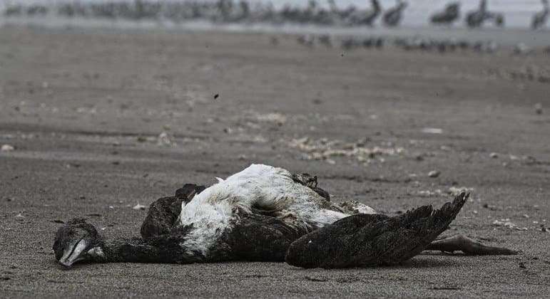 Mais de 22 mil aves marinhas morrem de gripe aviária no Peru