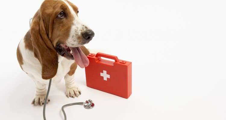 CPR: primeiros socorros podem salvar a vida de pets