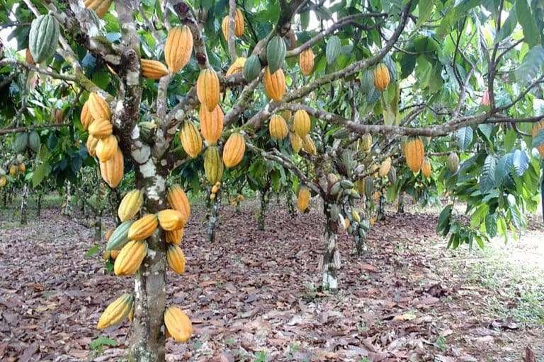 Comissão de Agricultura discute mudança nas regras para importação de cacau africano