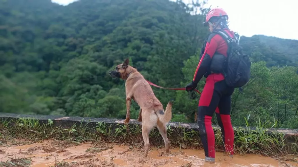 Cão farejador indica local de possível corpo em deslizamento na BR-376