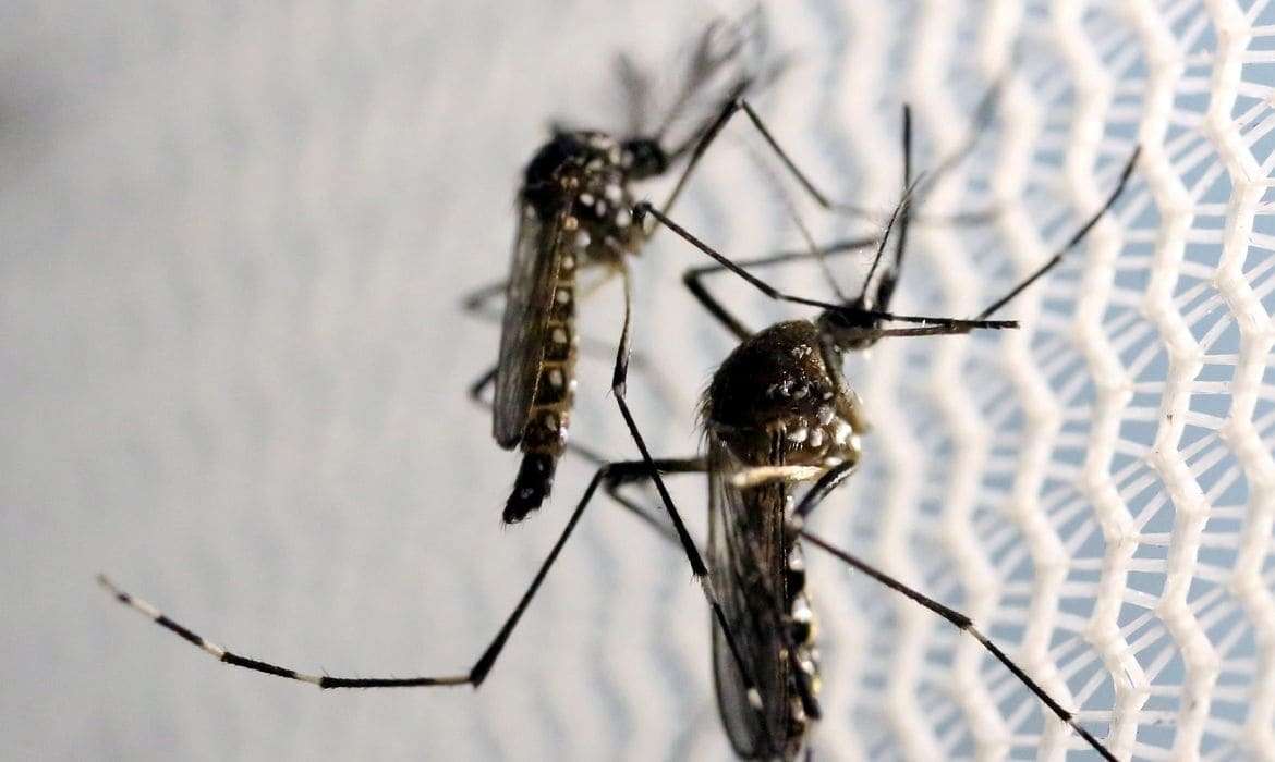 Dengue: EUA emitem alerta para pessoas que vão viajar ao Brasil