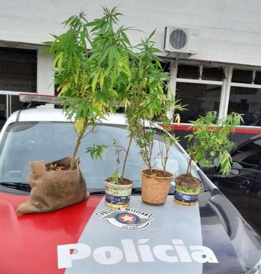 Adolescente é apreendido após cultiva pés de maconha em casa