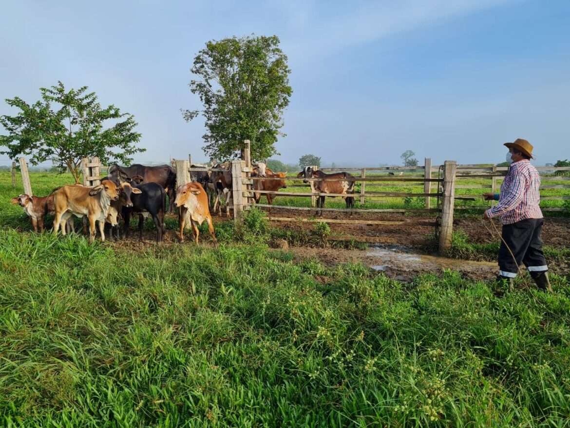 Brucelose: Pecuaristas devem vacinar bezerras, bovinas e bubalinas de 3 a 8 meses