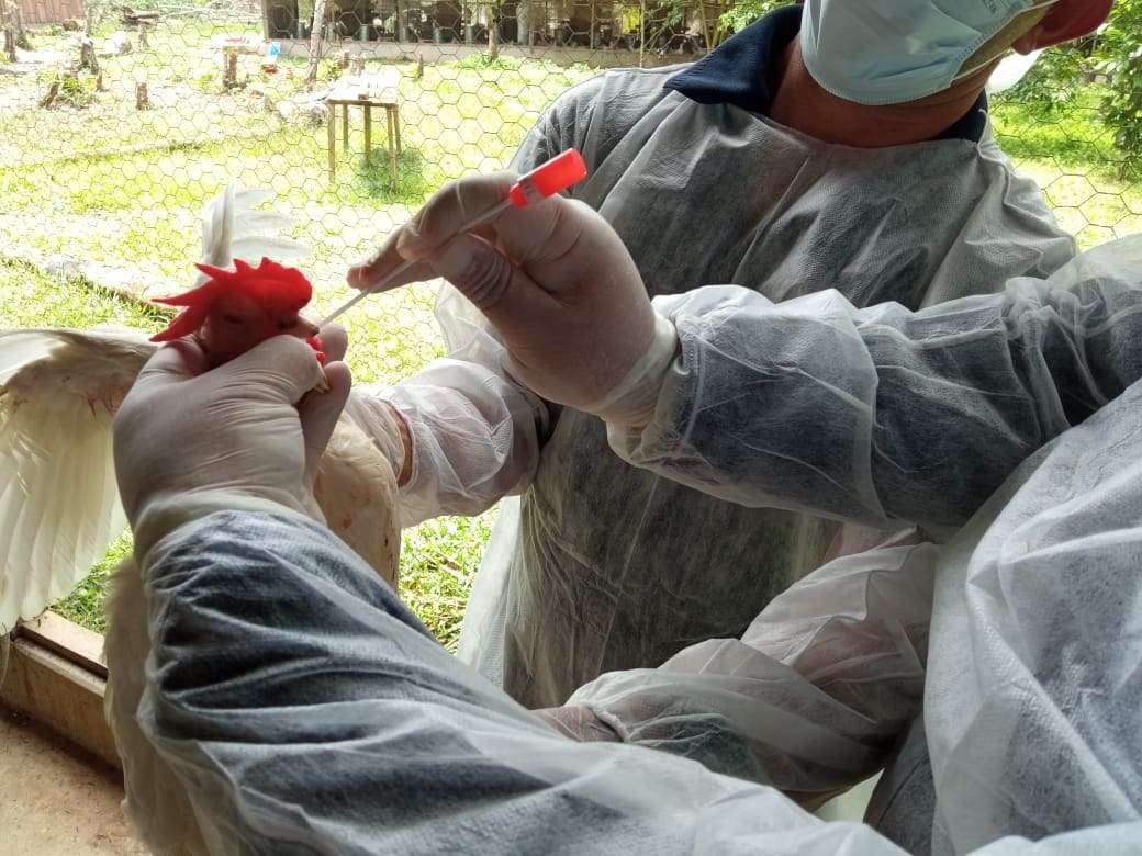 Adaf realiza coleta de materiais biológicos de aves em 25 municípios