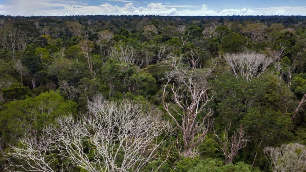 Estados da Amazônia Legal terão plano de segurança interinstitucional