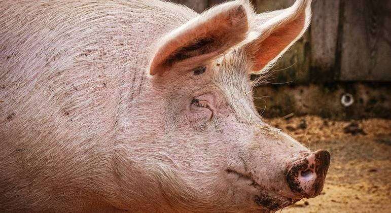 Porco derruba e mata açougueiro momentos antes de ser abatido