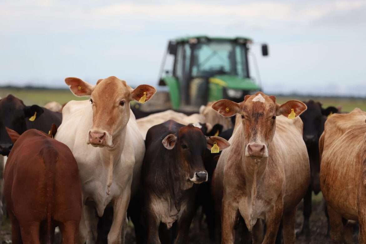 Sepror acompanha sistema de produção de gado que integra melhoramento genético e manejo de pastagem, em Humaitá