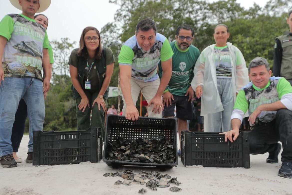 Governador Wilson Lima participa da soltura de 20 mil filhotes de quelônios que foram devolvidos à natureza