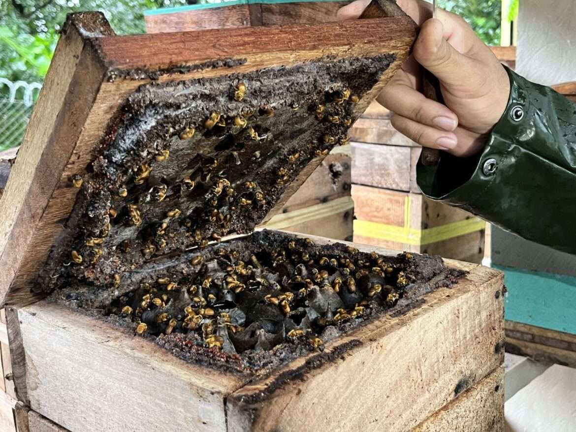 Produção de mel ganha impulso no Amazonas a partir de doação onerosa de caixas de abelha
