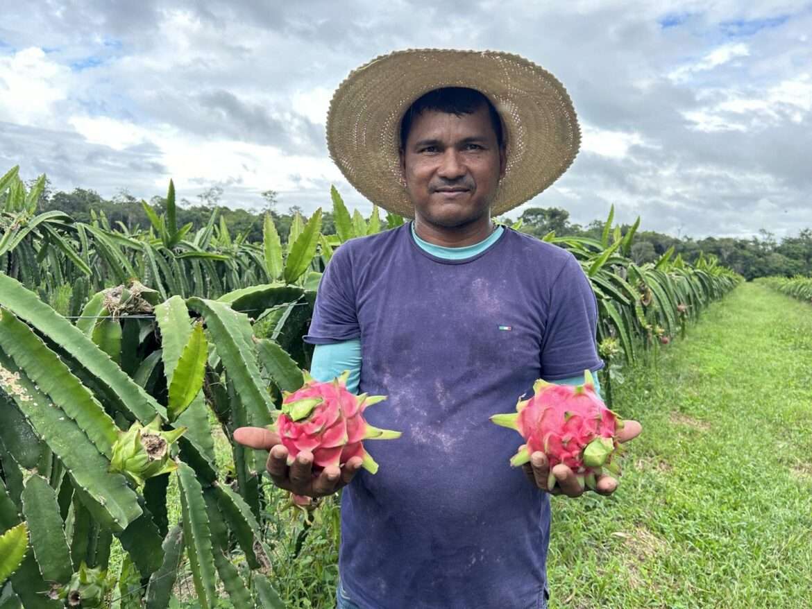 Prefeitura de Manaus participa de curso sobre orientações do cultivo da pitaya