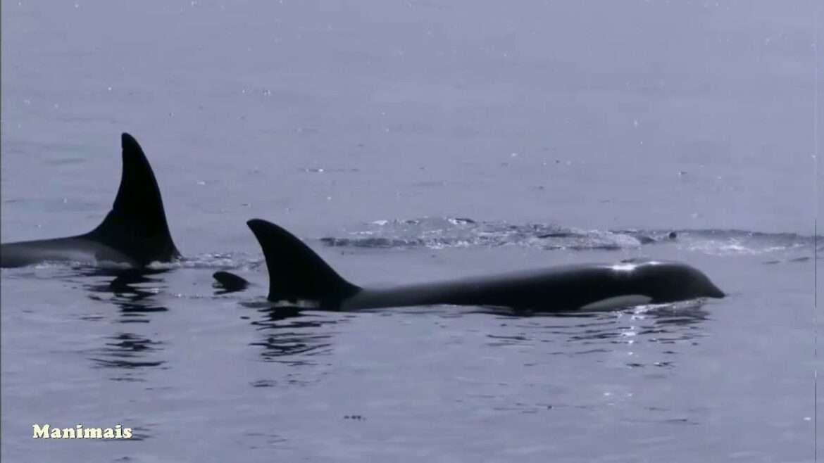 Em um dia, duas baleias orcas mataram e comeram os fígados de 17 tubarões