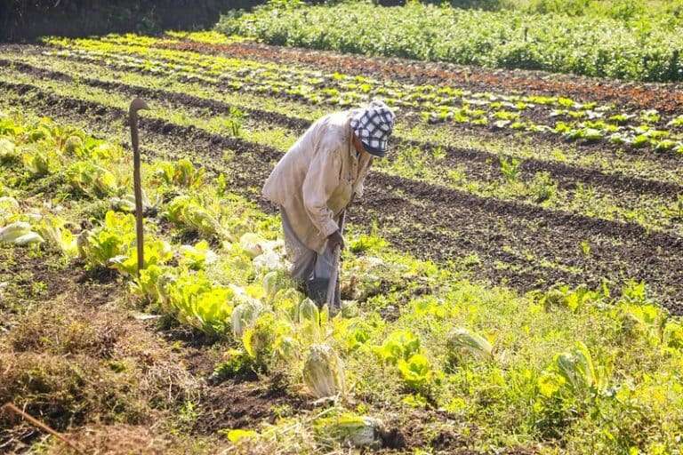 Medida provisória retoma programa federal de aquisição de alimentos