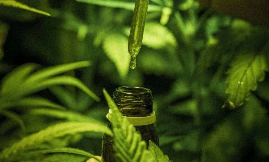 Mulheres à frente do mercado de cannabis medicinal