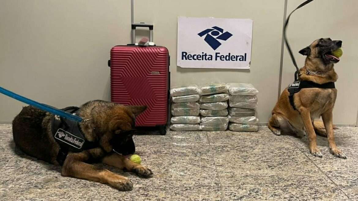 Mulher é presa no aeroporto com 20 kg de skunk em mala