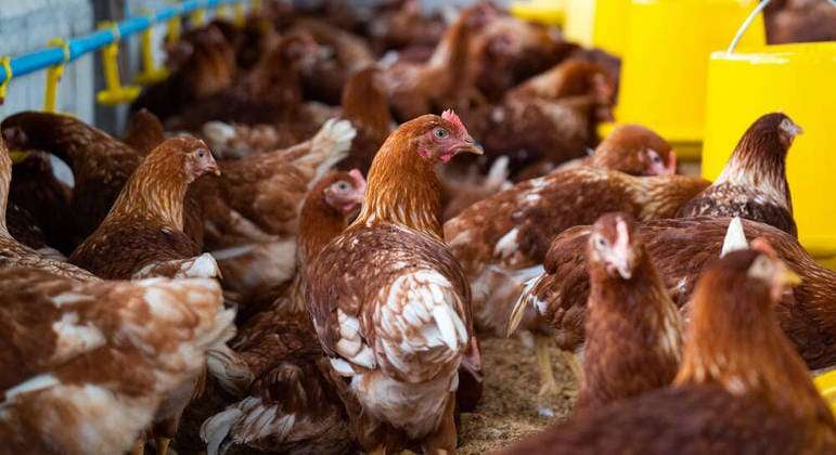 Variante do vírus que infectou mulher em território chinês é a mesma que circula entre aves selvagens e domésticas atualmente