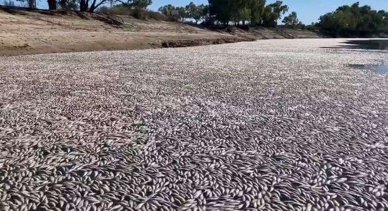 Milhões de peixes morrem por causa de calor e bloqueiam rio no interior da Austrália