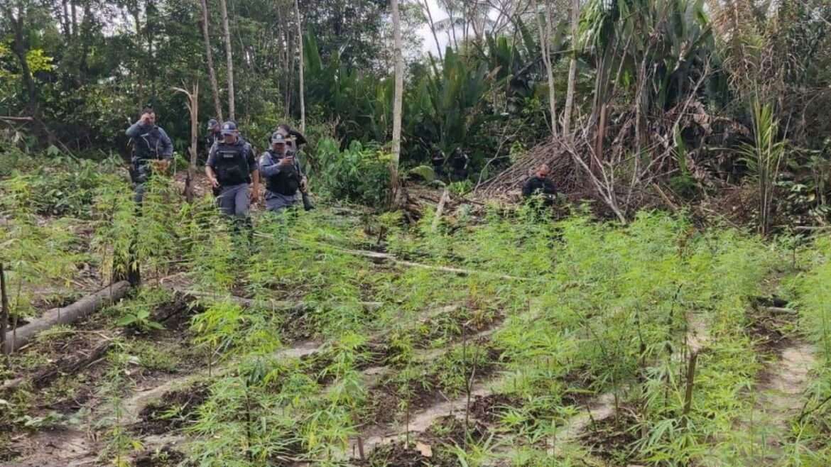 Polícia destrói plantação de maconha em Autazes