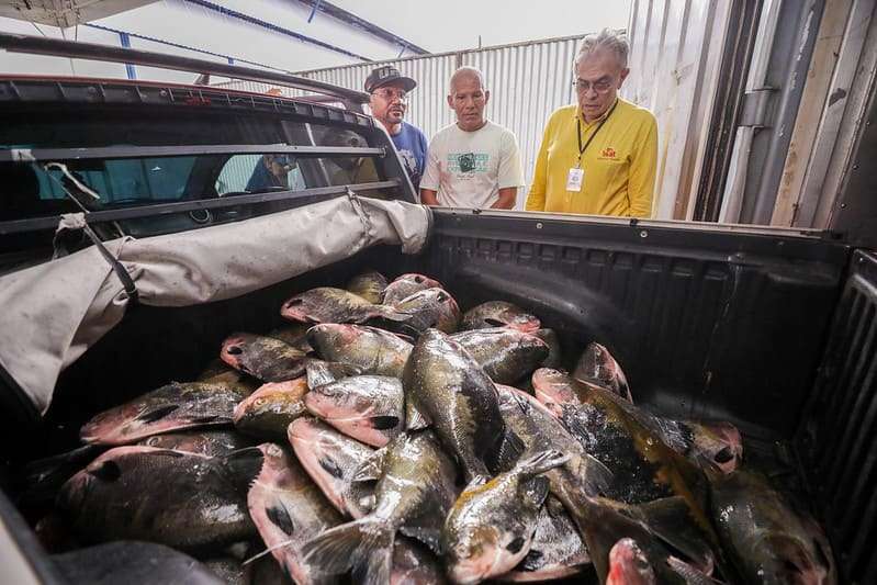 Instituições assistenciais recebem doação de 300 toneladas de peixes do Governo do Amazonas