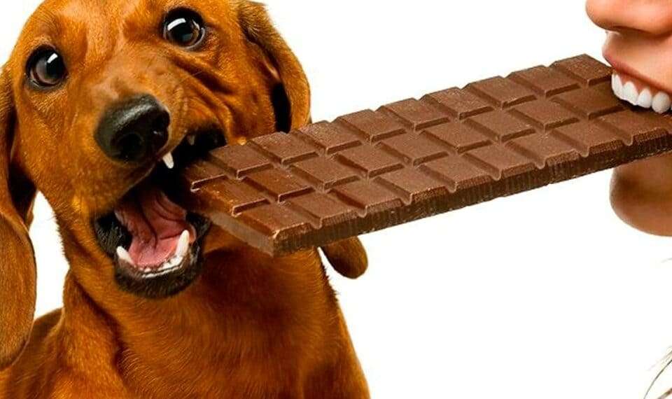 Chocolate jamais deve ser oferecido aos pets