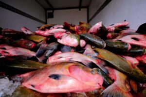 Feirão do Pescado deve comercializar 100 toneladas de peixe a partir desta quarta-feira (5)