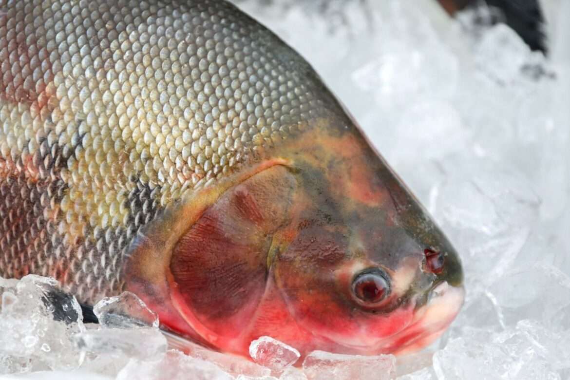 Saúde alerta sobre os cuidados na compra de pescados para a Semana Santa