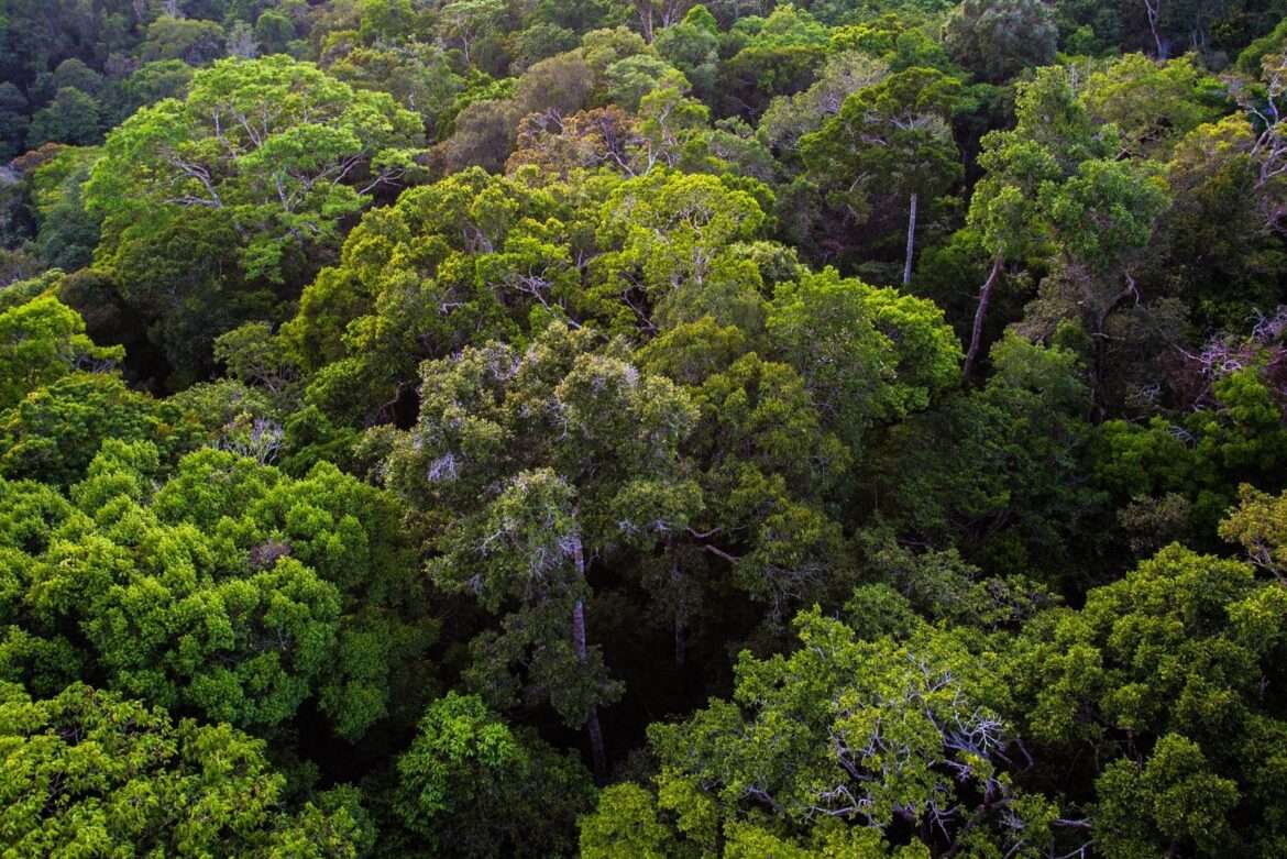 Amazonas captou mais de R$ 75 milhões para projetos ambientais nos primeiros 100 dias de 2023