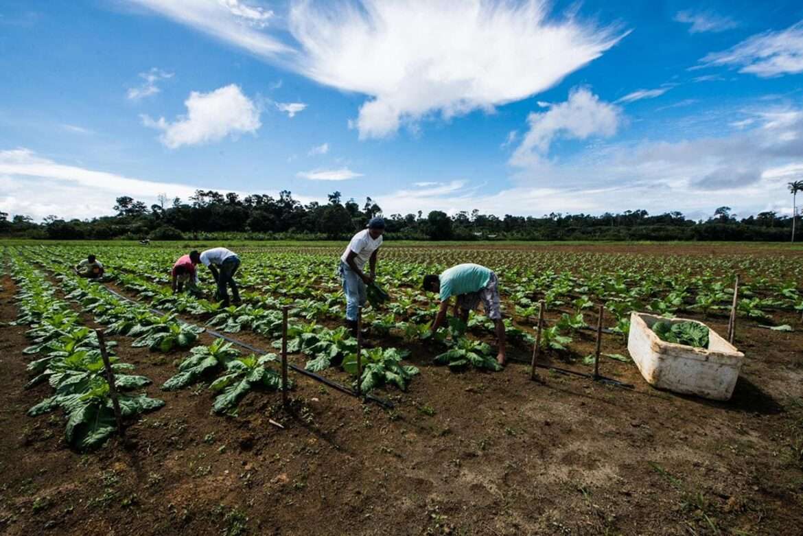 Especialista da ADS explica particularidades do solo para cultivo de alimentos no Amazonas