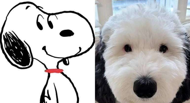 Cachorra faz sucesso na web por ser 'Snoopy da vida real'