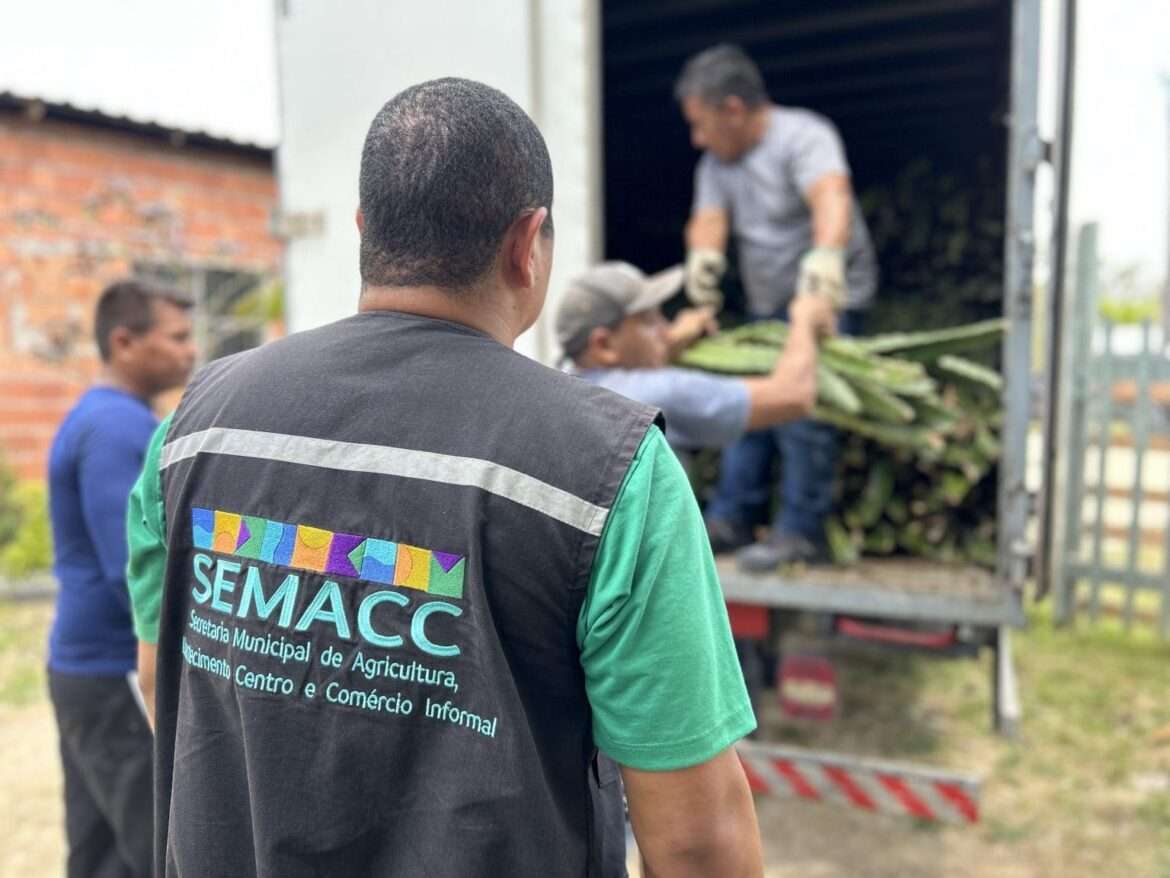 Prefeitura de Manaus distribuiu no primeiro trimestre cerca de 25 mil mudas de pitaya para fomentar a agricultura familiar
