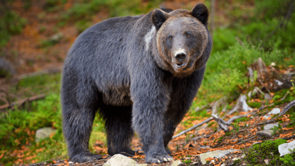 Urso mata homem de 26 anos que foi correr em floresta italiana