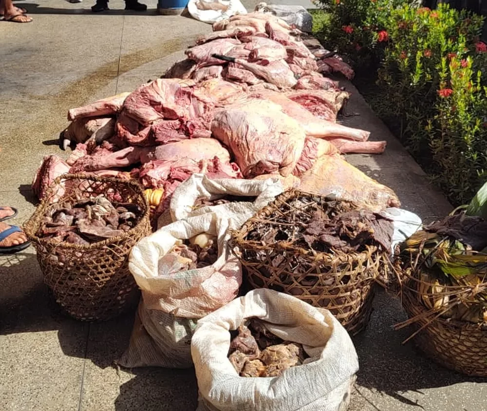 Batalhão Ambiental apreende quase uma tonelada de carne de animais silvestre em feira de Coari