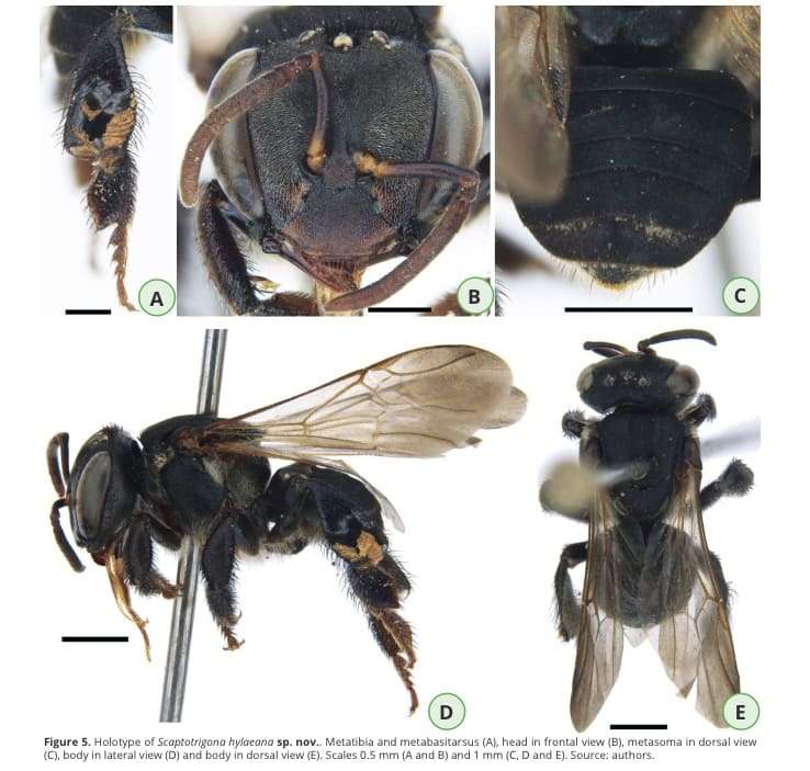 Dia Mundial das abelhas: pesquisadores do Inpa identificam nova espécie de abelhas-sem-ferrão