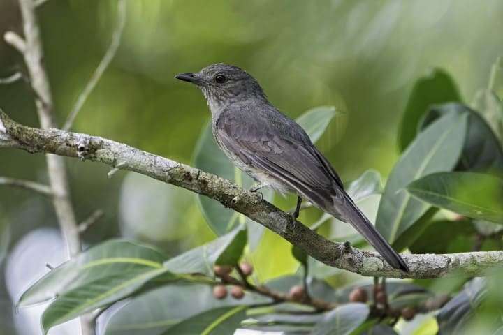 Birdwatching: Observação de pássaros promove ecoturismo no Amazonas