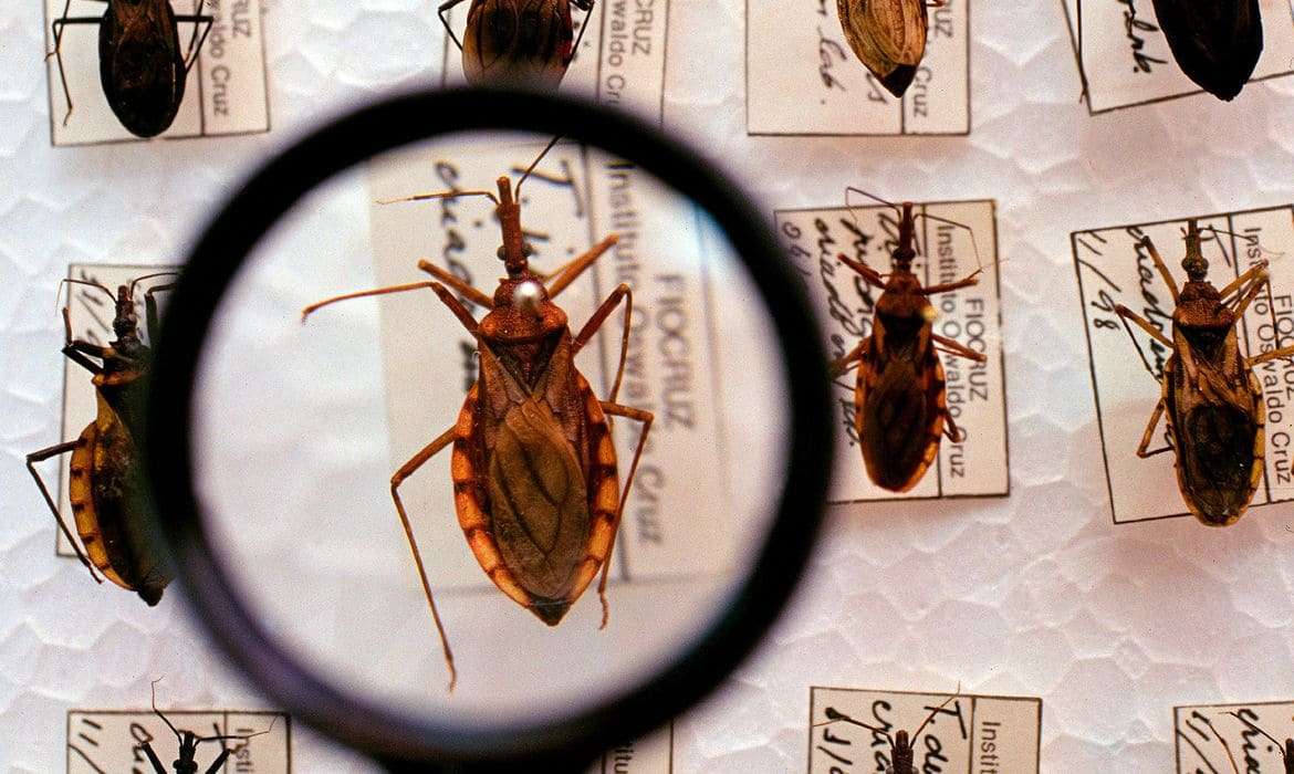 Saúde confirma 8 casos da Doença de Chagas no Amazonas