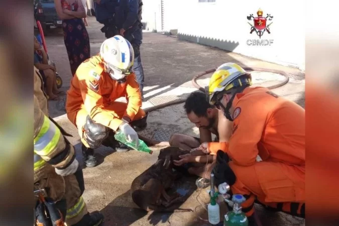 Cachorro desmaia em incêndio e é salvo por bombeiros