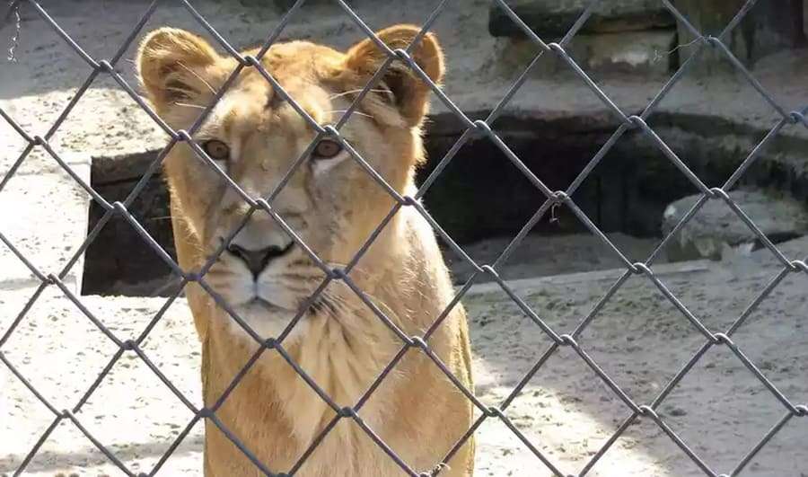 Menino morre ao ser atacado por leoa no "pior zoológico do mundo"