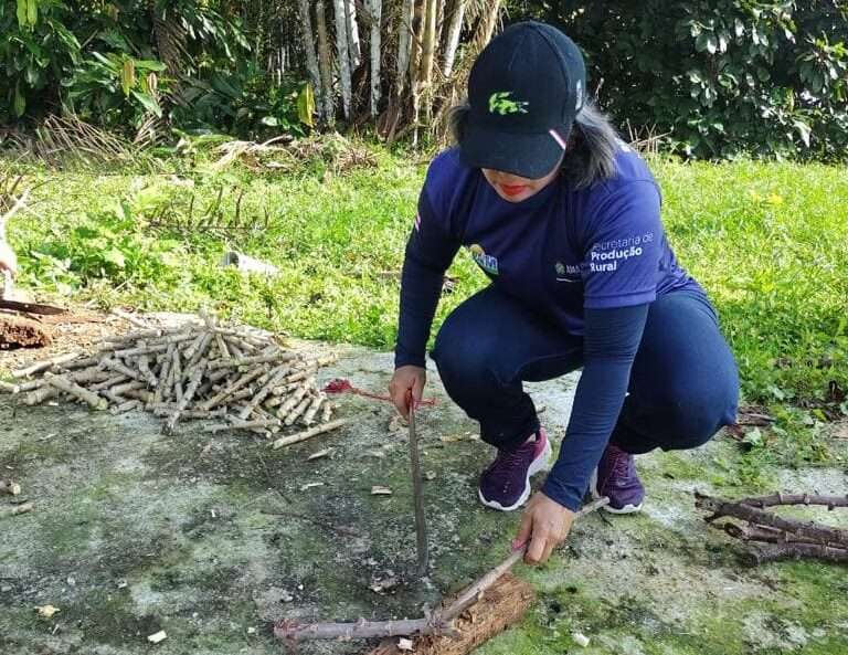 Idam investe no banco de sementes de mandioca em parceria com Ifam, em Tabatinga