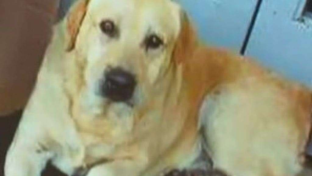 Vídeo: cão espera há oito meses em frente ao hospital por dono que morreu