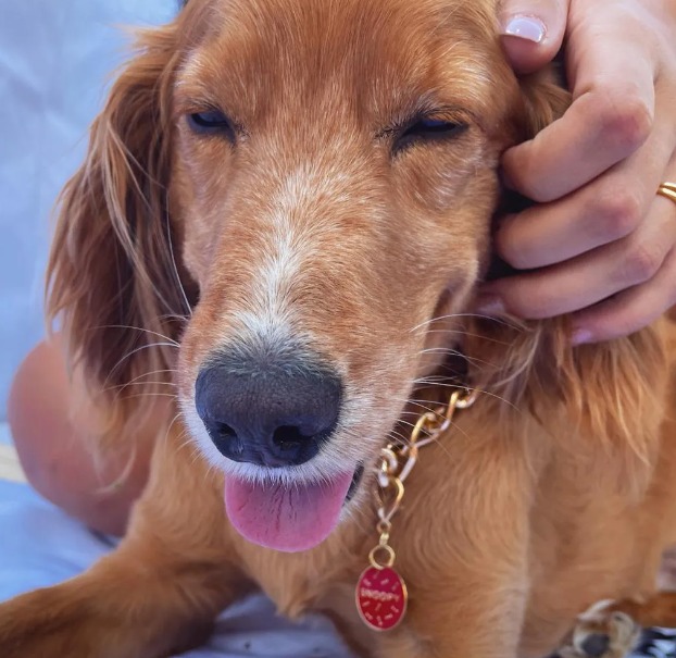Registro Geral de Animais pode ajudar no resgate de pets