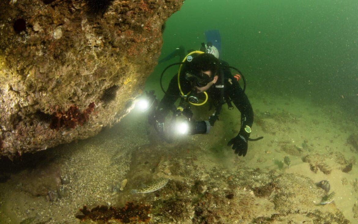 Expedição de biólogos flagra espécies marinhas raras na Baía de Guanabara